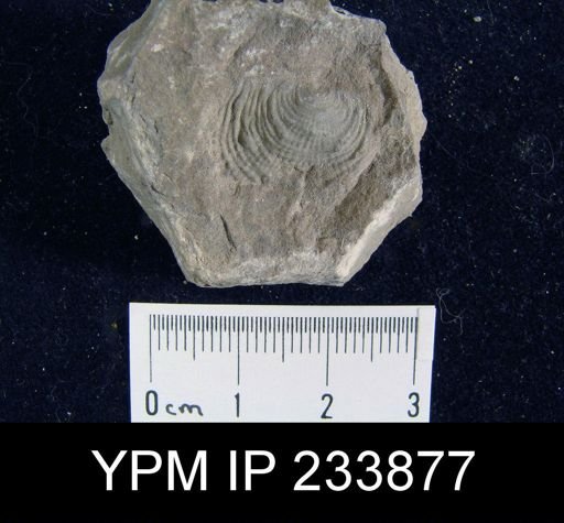 Marginifera splendens