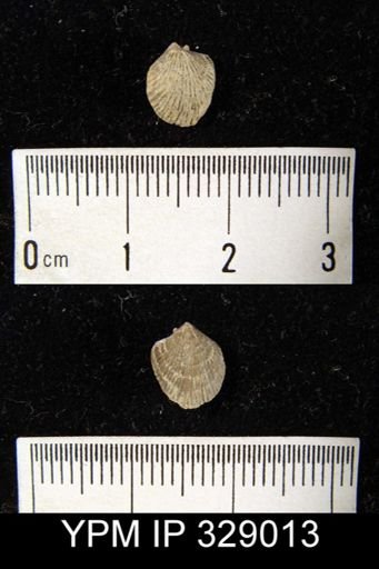 Atrypa reticularis