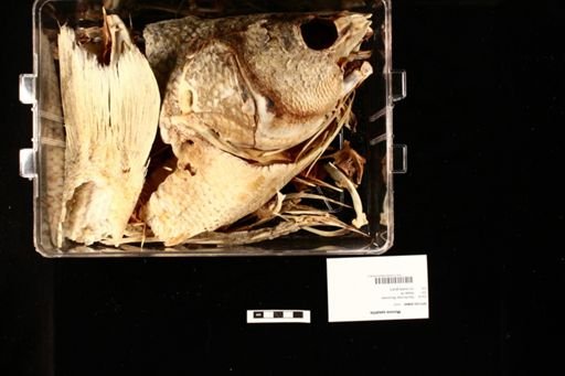 Morone saxatilis