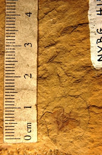 Ptelea miocenica