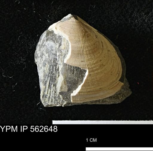 Limopsis striatopunctatus