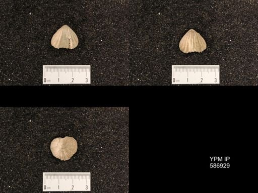 Rhynchotrema capax