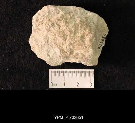Archaeocidaris sp.