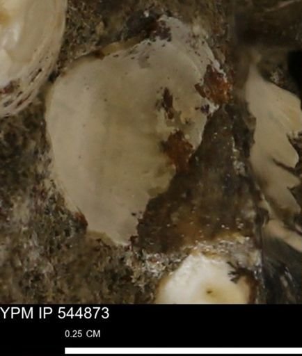 Corbulamella gregaria