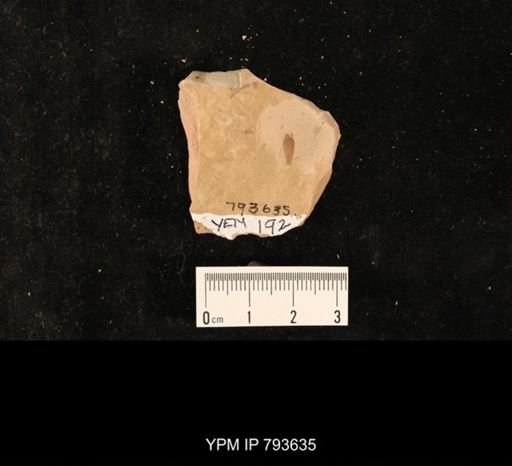 undet. Hexapoda