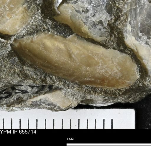 Pseudoptera?
