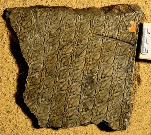 Lepidodendron sternbergii