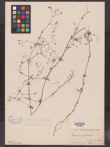 Galium palustre