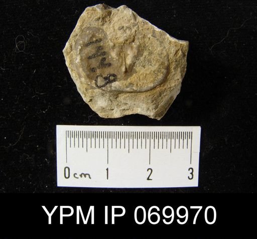 Leptaena rhomboidalis
