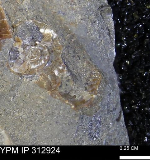 undet. Ammonoidea