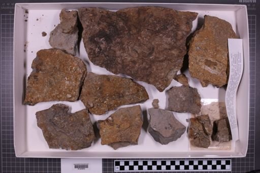 mixed taxa, stratigraphic collection