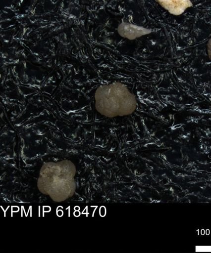 undet. Foraminiferida