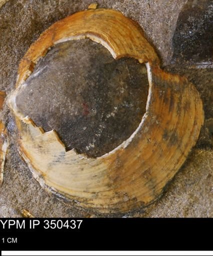undet. Bivalvia
