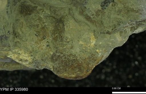 undet. Mollusca