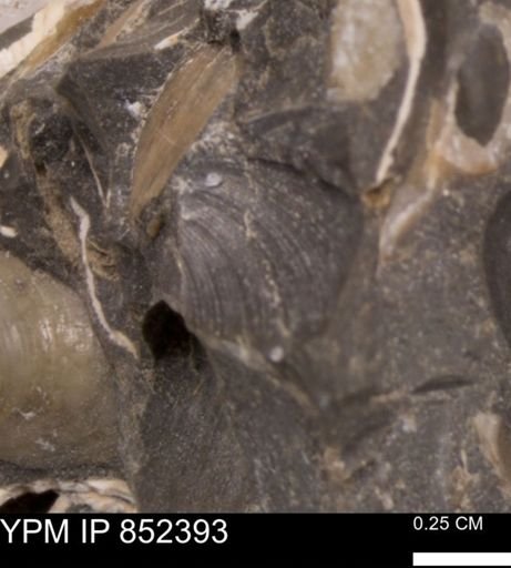 Limopsis striatopunctatus