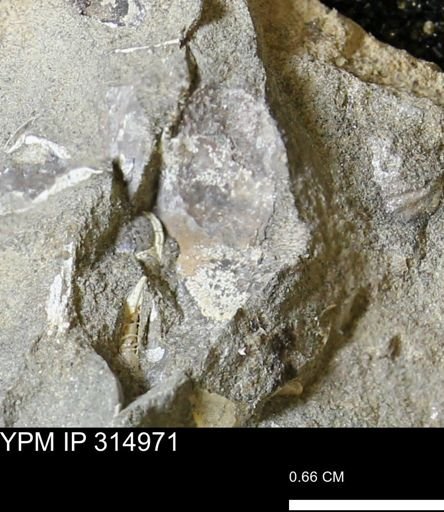 undet. Mollusca