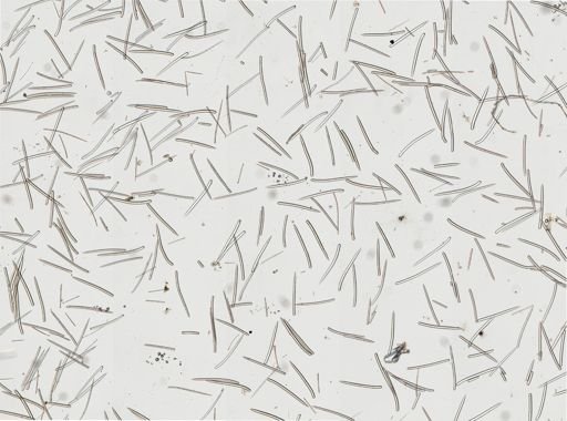 Ectyoplasia ferox