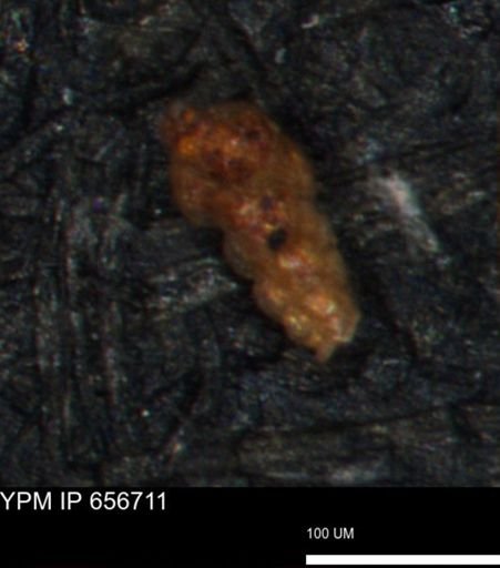 Verneuilina canadensis