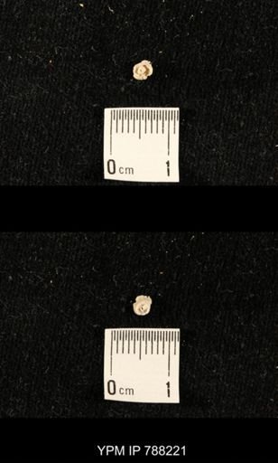 undet. Crinoidea