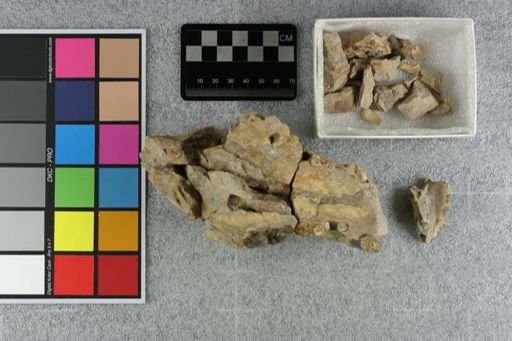 Hyaenodon (Neohyaenodon) horridus