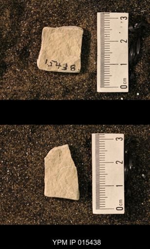 undet. Hexapoda