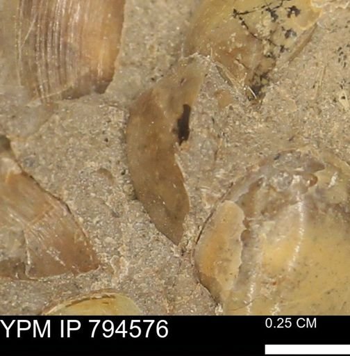 Protocardia subquadrata