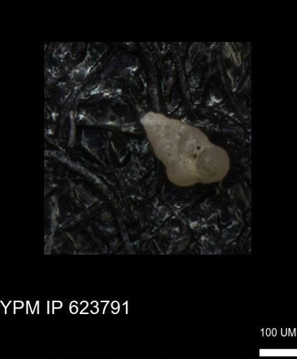 undet. Heterohelicidae