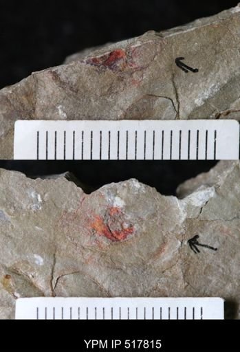 undet. Eldoniidae