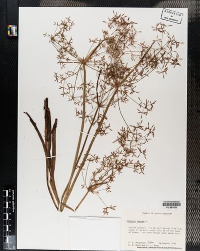 Plantae
