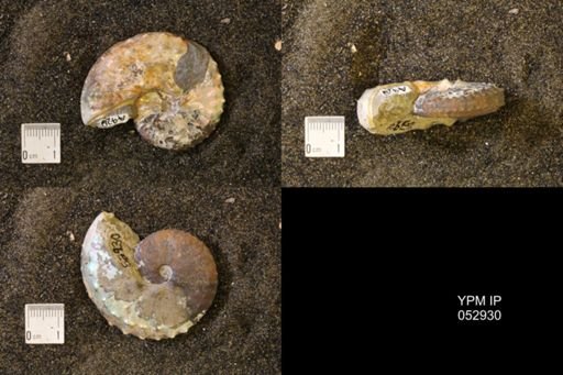 Discoscaphites gulosus
