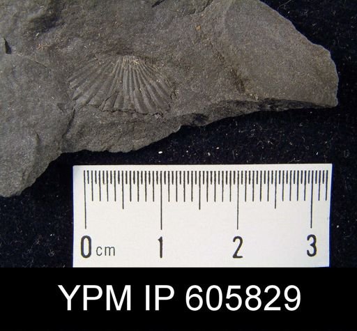 Camarotoechia sp.