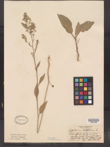 Lepidium latifolium