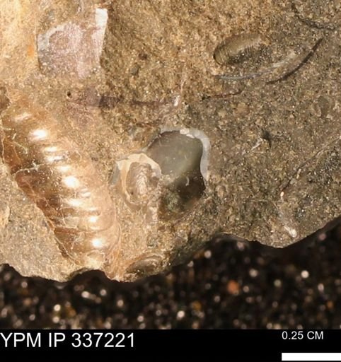 undet. Mollusca