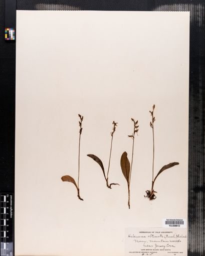 Habenaria