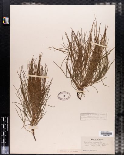 Equisetum arvense
