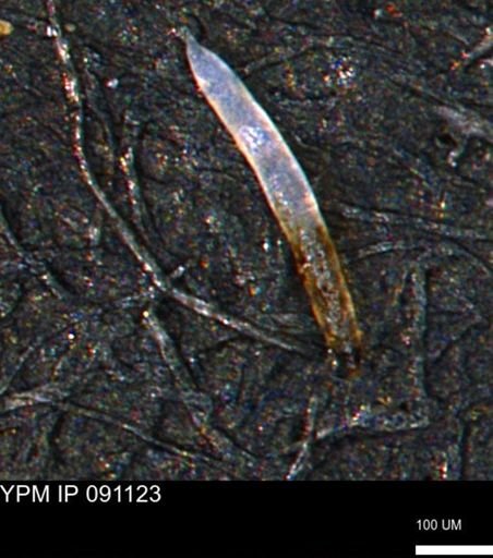 undet. Porifera