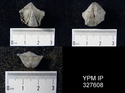 Cyrtina alpenensis