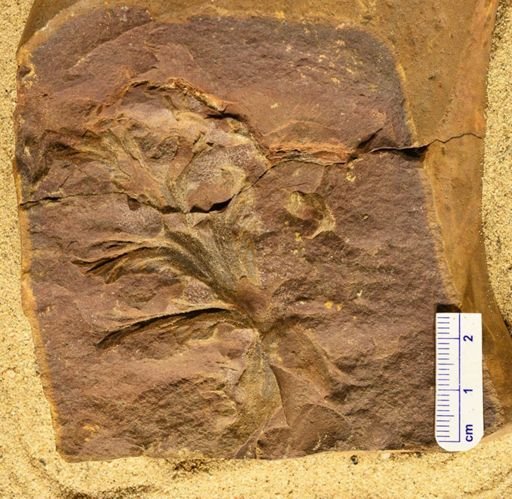 Aphlebia