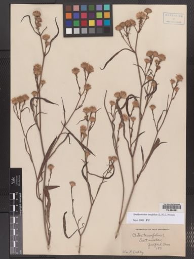 Symphyotrichum tradescantii