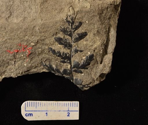 Sphenopteris sp.