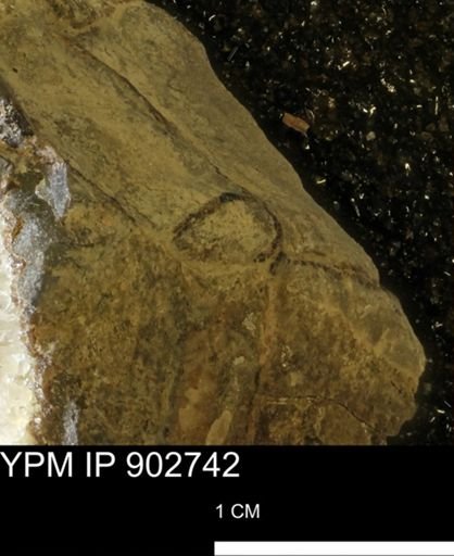 undet. Mollusca