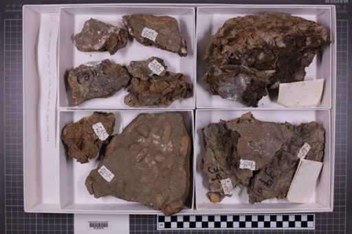 mixed taxa, stratigraphic collection