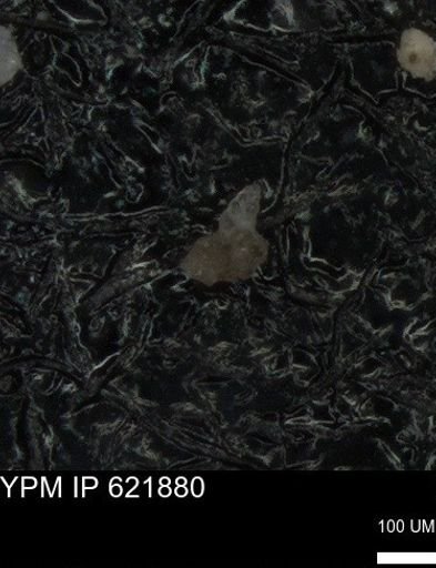 undet. Foraminiferida