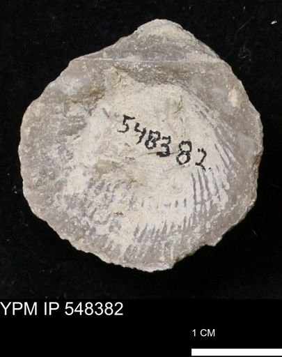 Stropheodonta navalis