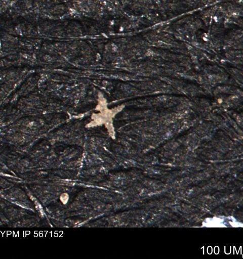 undet. Porifera