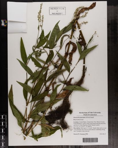 Persicaria punctata