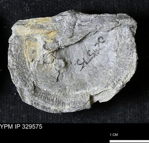 Stropheodonta demissa