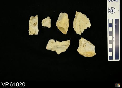 undet. Mosasauridae