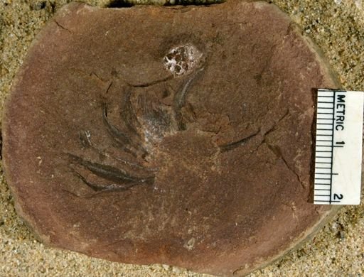 Lepidodendron sp.