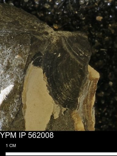 Limopsis sp.
